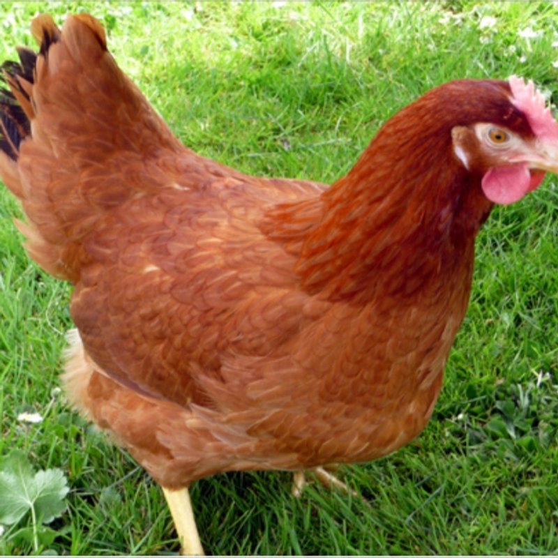 Rhodeländer